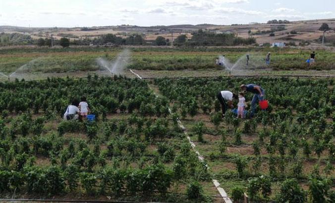 Organik diye alınan ürün kanser yapabilir; bu uyarılara dikkat