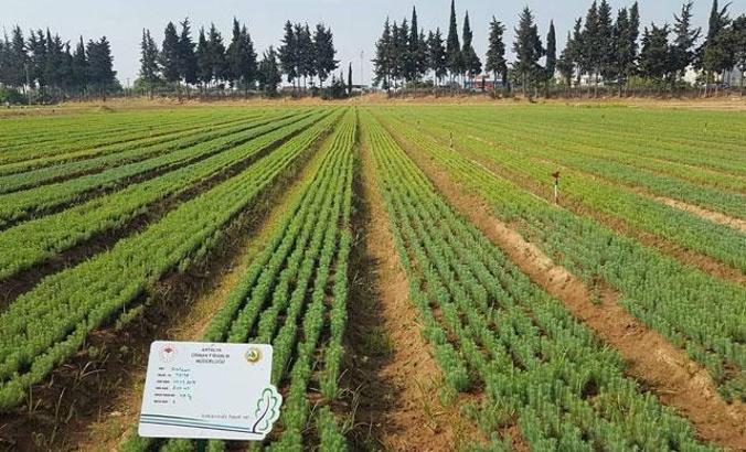 Yanan ormanlar 3 yöntemle ağaçlandırılacak