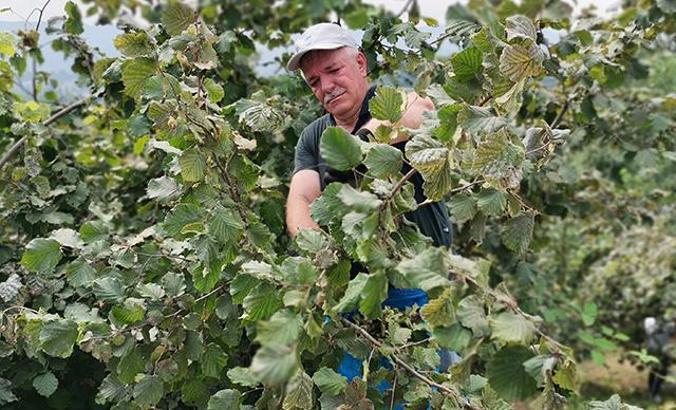 Karadeniz'de fındık hasadı başladı