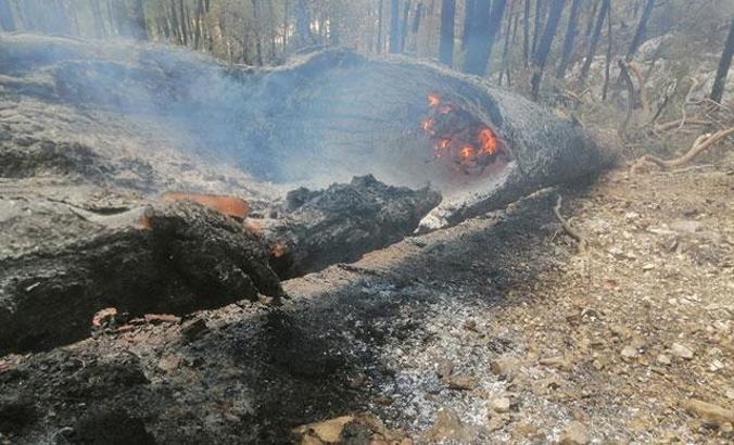 Sütçüler orman yangını 8'inci günde kontrol altında