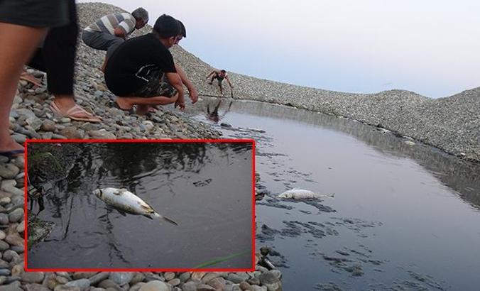 Mersin'de derede toplu balık ölümü tedirginliği