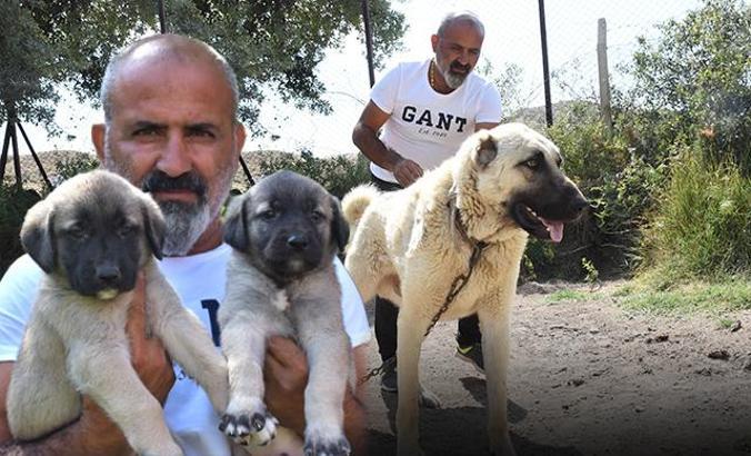 Kangal köpekleri 'içgüdüsel' koruma özelliğine sahip