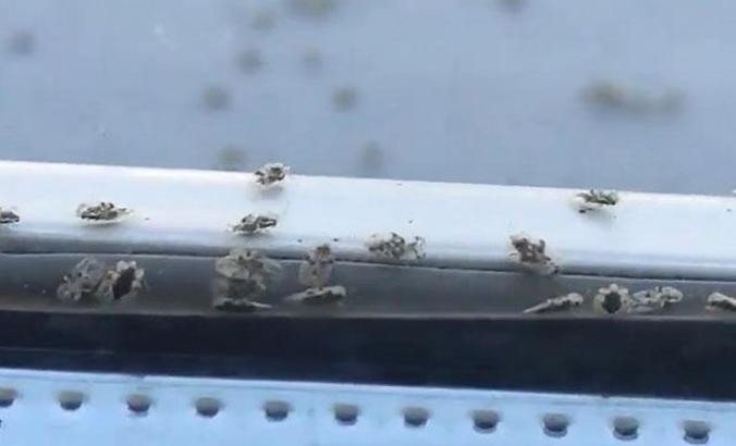 Tekirdağ'da dantel böceğine karşı ilaçlama