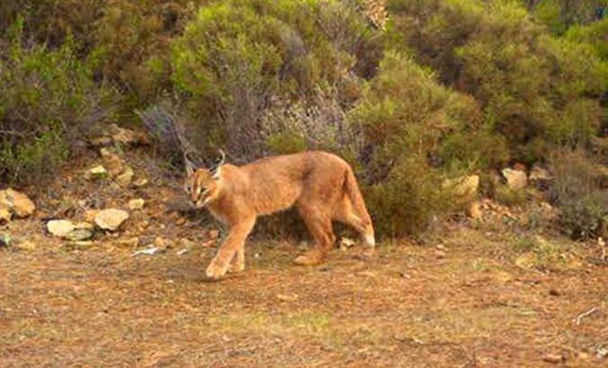 Muğla'da 65 bin hektar yandı; karakulak ve yaban kedisi ormanı yok oluyor