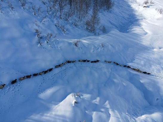 Munzur Dağı eteğinde, keçilerin karda zorlu yolculuğu