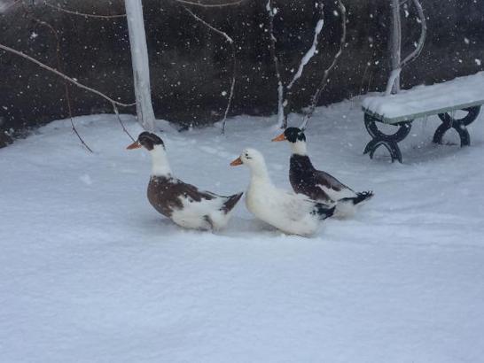 Konya'nın 8 ilçesi ile Karaman merkezde yüz yüze eğitime kar engelli