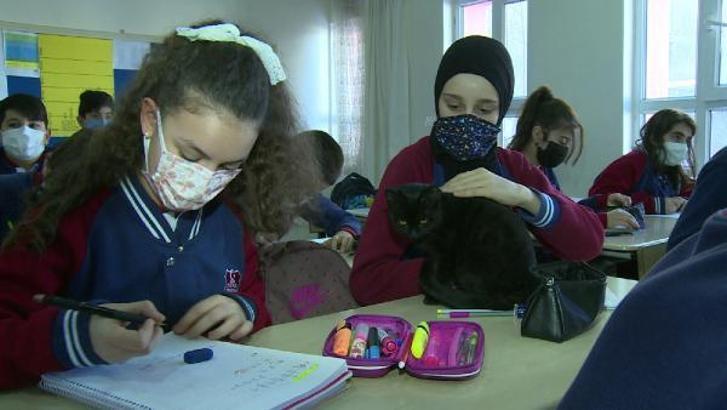 Öğrencilerin sokakta bulduğu kedi, okulun maskotu oldu