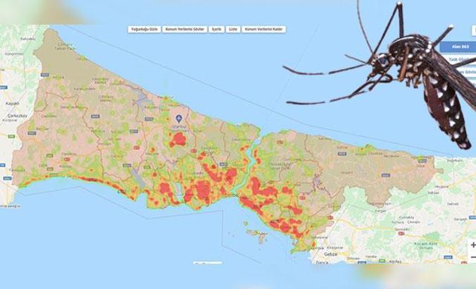 İstanbul'da sivrisinek zirvesi;  ''üreme haritası'' çıkarıldı