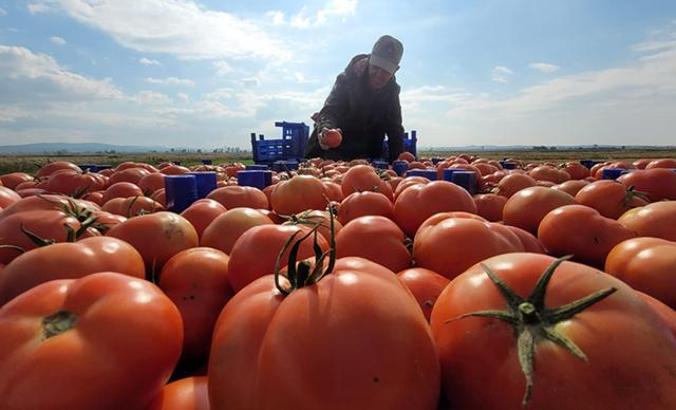Çanakkale domatesi son turfanda hasadında üreticiyi güldürdü
