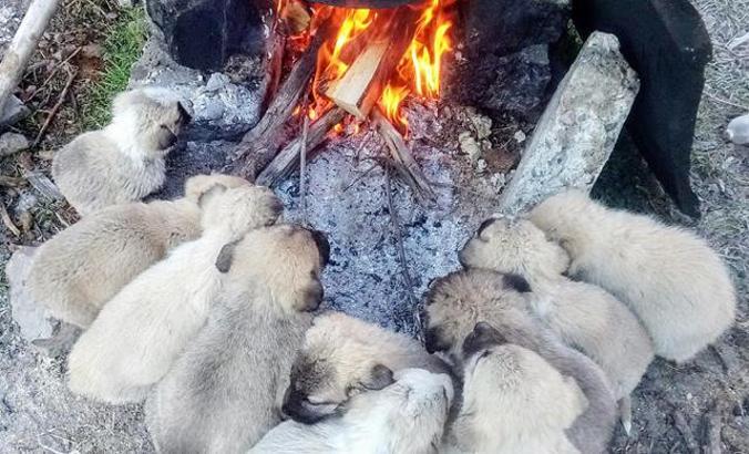 Warm-up time for Kangal dog Lessi’s 10 puppies