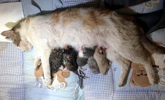 Doğum sancısı çeken kedi, sezaryenle 5 yavru dünyaya getirdi