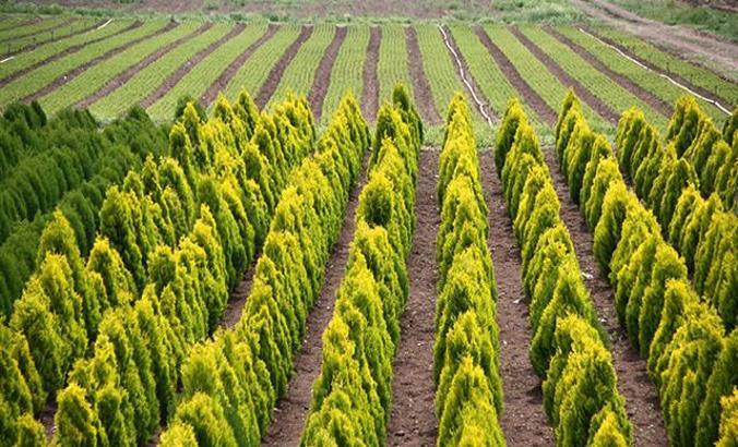 Eskişehir'de yetiştirilen 11 milyon fidan yanan bölgelere gönderilecek