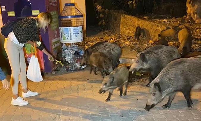 Fethiye merkezine inen domuzları, turistler ve halk elleriyle besliyor