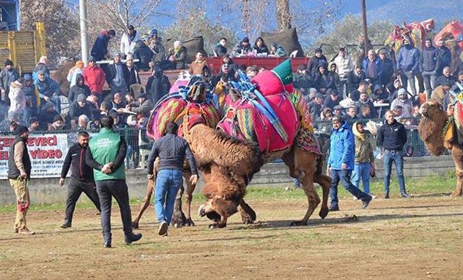 Aydın'da düzenlenen deve güreşi festivaline yoğun ilgi