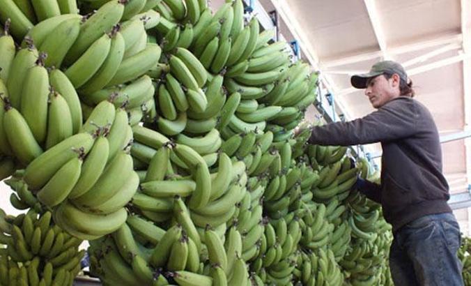 Anamur muzu tarlada 6, markette 15 TL