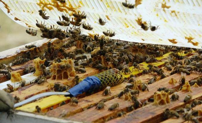 Arıcılar kendi kuracakları, düşük maliyetli sistem ile kovanlarını soğuktan koruyacak