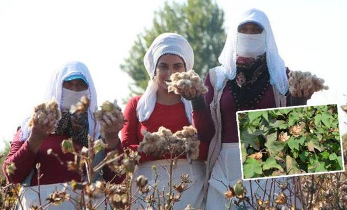 Dalında renkli pamuk