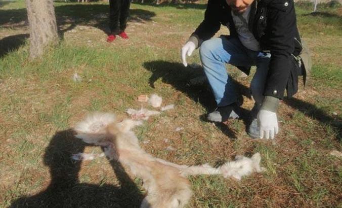 Aydın'da yüzülmüş köpek derisi ile kedi ölüsü bulundu