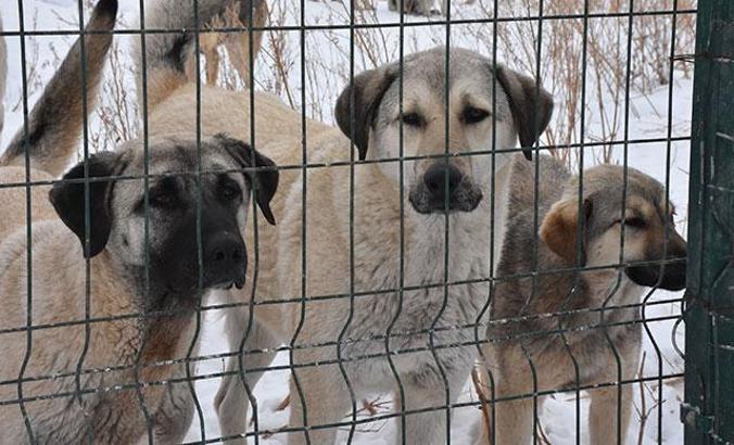 Barınakta kampanya; kısırlaştırma, muayene, aşı bedava