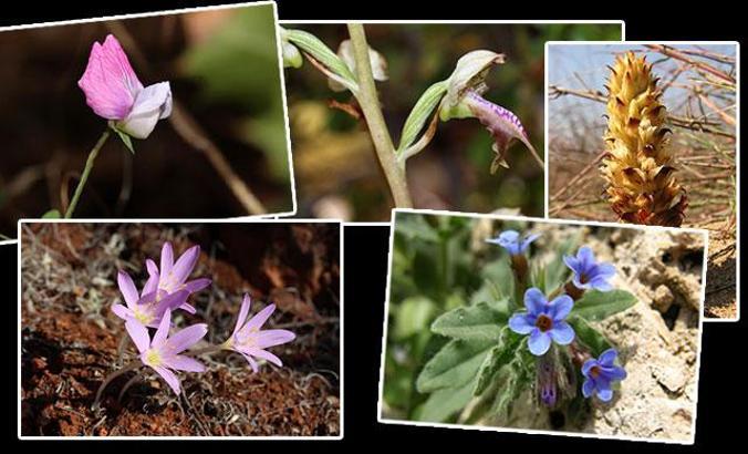 Antalya'nın 5 antik kentinin 5 endemik bitkisi koruma altında
