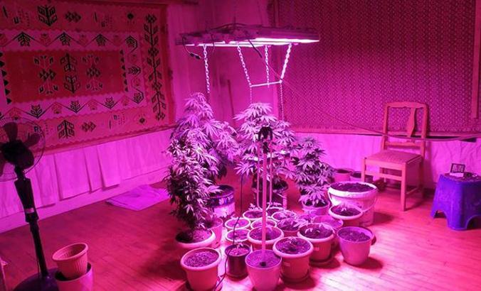 Evinde ısı, ışık ve havalandırma sistemiyle uyuşturucu yetiştiren şüpheli tutuklandı