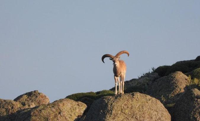 Konya'daki mahkeme kararı verdi: Yaban koyunu ve yaban keçisi av ihalesi iptal