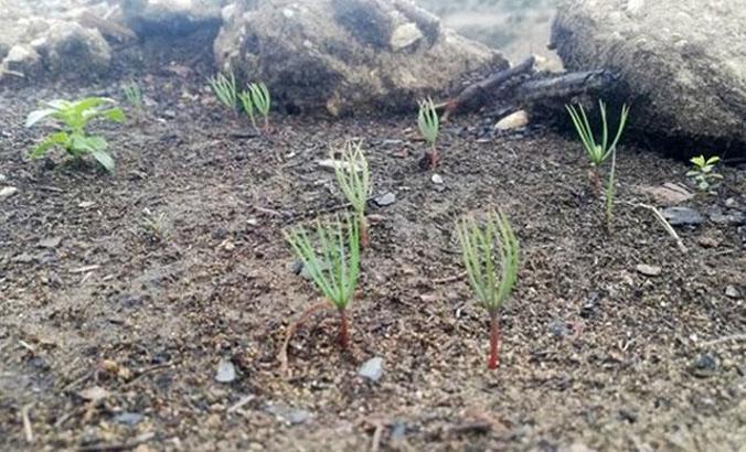 Manavgat'ta yanan ormanlar, yeşeren tohumlarla can buluyor