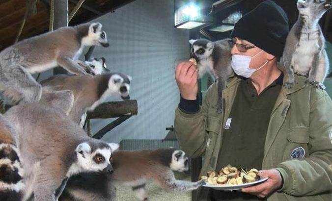 Hayvanat bahçelerinde kış mesaisi
