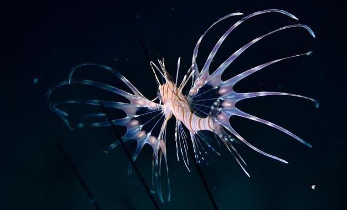 Su altı görüntüleme şampiyonları Kaş'ta belirlendi