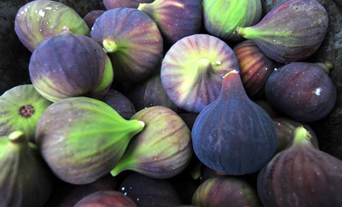 Bursa siyahı inciri, dünya pazarına ihraç ediliyor