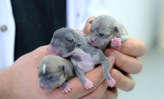 Sivas'ta 'Chihuahua' cinsi köpeğe sezaryen; 3 yavru doğdu