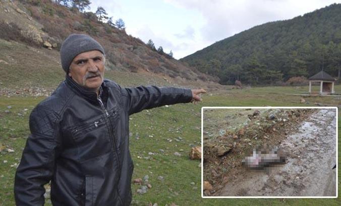 Kütahya'da hayvanların zehirli tavuk etiyle öldürüldüğü iddiasına inceleme