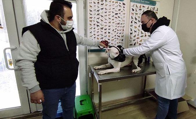 Tehlike arz eden 6 köpek ırkının kayıt altına alınmasında süre yarın bitiyor