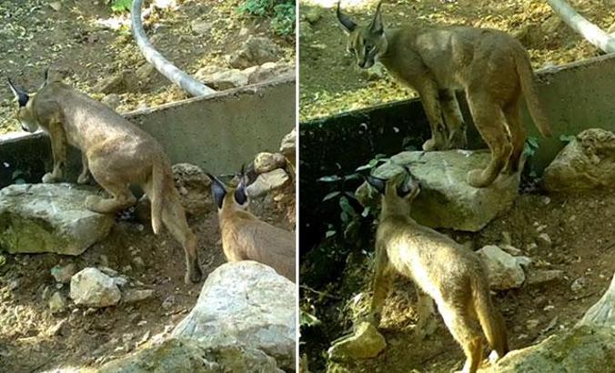 'Ormanın hayalet kedisi' Antalya'da görüntülendi