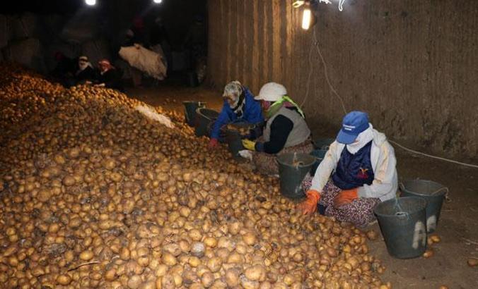 Mağarada saklı lezzet 'Sandıklı patatesi'