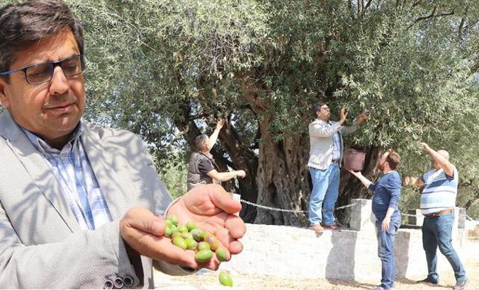 Hz. Meryem'in diktiğine inanılan ağaçtan 200 kilo zeytin toplanacak