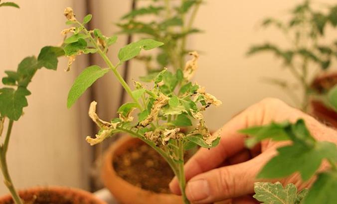 Organik domates için 8 ülkeden ortak proje