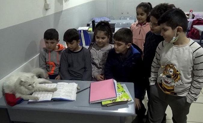 Köpeklerin yaraladığı sokak kedisine, öğrenciler sahip çıktı