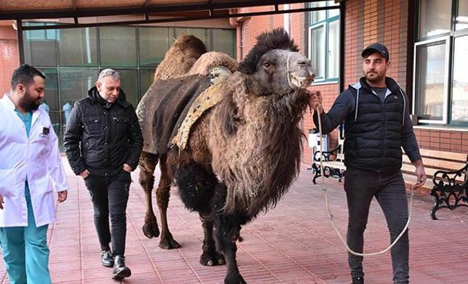 Burdur'da deveye katarakt ameliyatı