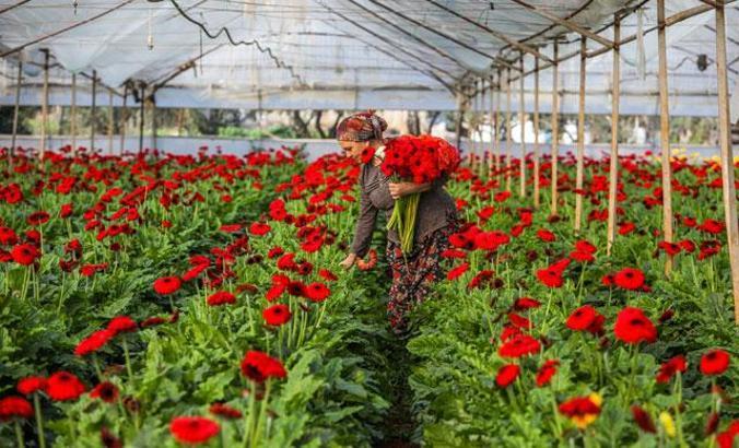 Süs bitkileri ihracatında hedef 500 milyon dolar