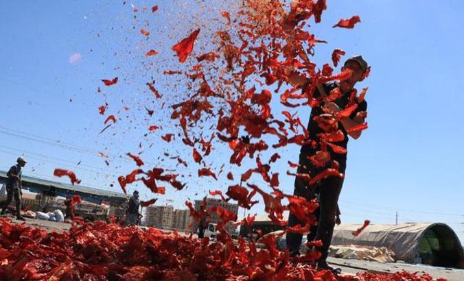 Şanlıurfa'da isot, 10 bin kişiye geçim kaynağı oldu