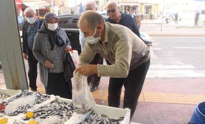 Samsun'da istavrit bolluğu; kilosu 8 TL'ye düştü