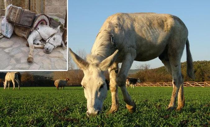 Mardin'de çöp toplayan yaralı eşek, Bursa Emekli Hayvanlar Çiftliği'nde