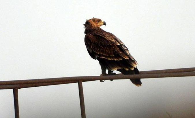 Bulgaristan'da uydu vericisi takılan şah kartal, Ankara'da görüntülendi