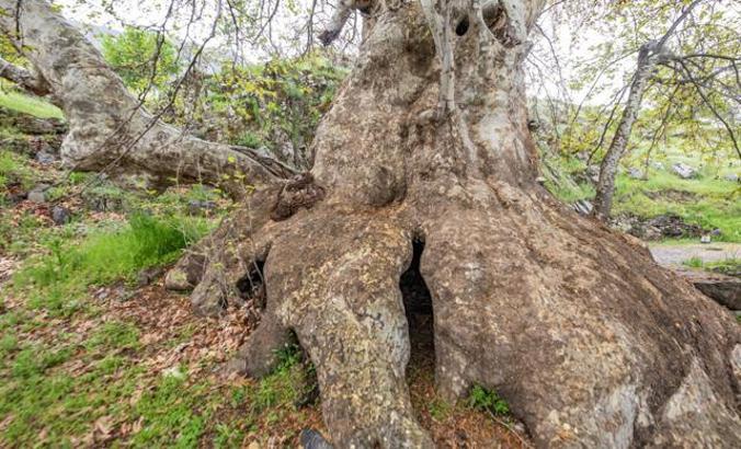 Tunceli’de  ‘Doğu çınarı' anıt ağaç olarak tescil edildi