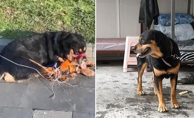 Esenler'de 'Barut' adlı köpek sokakta ağzı ve ayakları bağlı halde bulundu