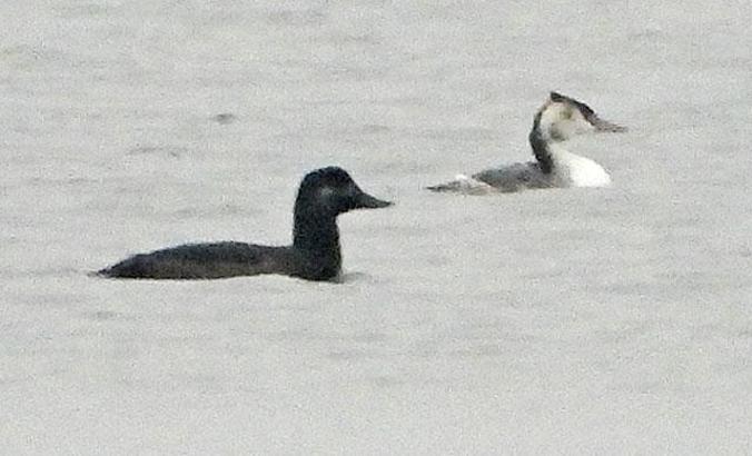 Hersek Lagünü'nde kadife ördek görüldü