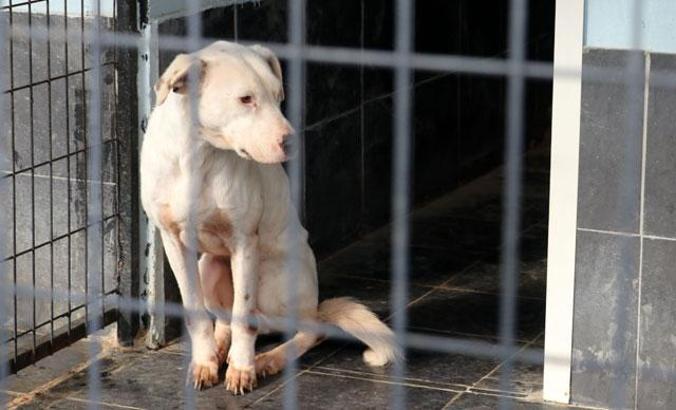 'Yasaklı ırk’ dramı