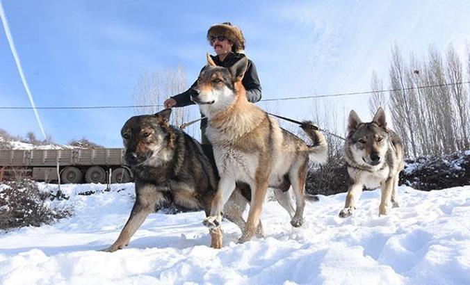 Özel yetiştirdiği kurtlarıyla dağlarda geziyor