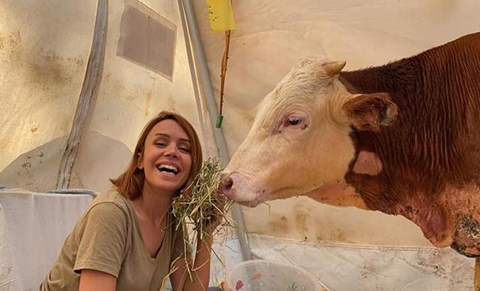 Manavgat'taki yangında vücudu yanan ve yaÅŸamından umut kesilen boÄŸa hayata döndü